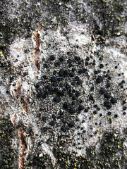 Lecidella elaeochroma