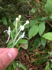 Platanthera blephariglottis blephariglottis
