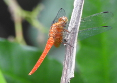 Orthetrum testaceum