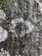 Lecidella elaeochroma