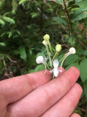 Platanthera blephariglottis blephariglottis