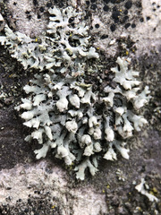 Physcia adscendens