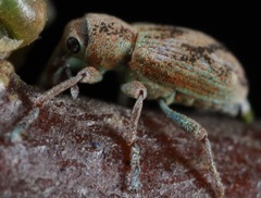 Coniatus splendidulus