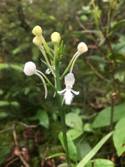 Platanthera blephariglottis blephariglottis