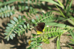 Pholisora