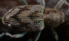 Coniatus splendidulus