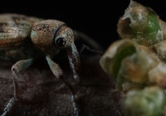 Coniatus splendidulus