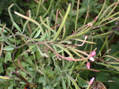 Epilobium