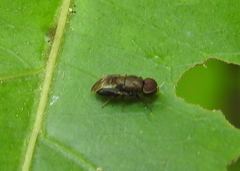 Camptopteromyia