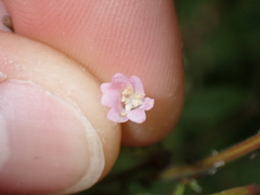 Epilobium