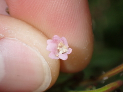 Epilobium