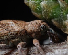 Coniatus splendidulus