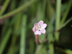 Epilobium