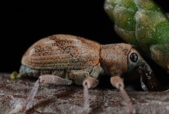 Coniatus splendidulus