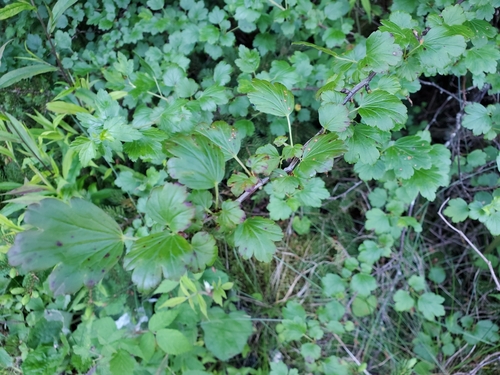 Image of Ribes rotundifolium by (c) Tom Field, some rights reserved (CC BY)