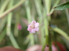 Epilobium