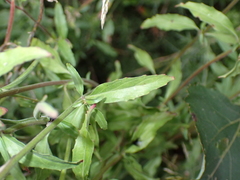 Epilobium