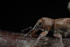 Coniatus splendidulus