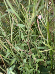 Epilobium
