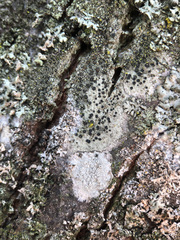 Lecidella elaeochroma