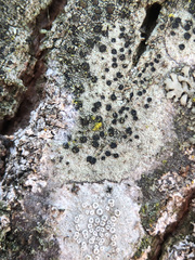 Lecidella elaeochroma