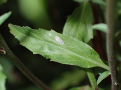 Epilobium