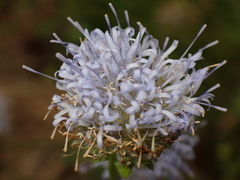 Jasione montana