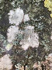 Lecanora carpinea