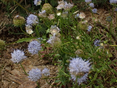 Jasione montana