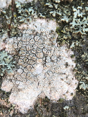 Lecanora carpinea