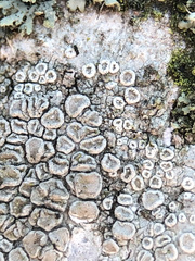 Lecanora carpinea