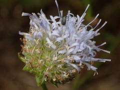 Jasione montana