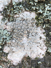 Lecanora carpinea