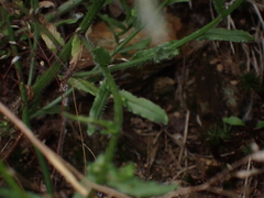 Jasione montana