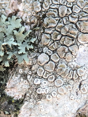 Lecanora carpinea