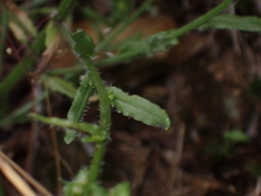 Jasione montana