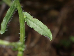 Jasione montana