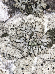 Phaeophyscia orbicularis