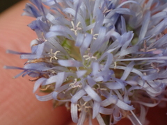Jasione montana