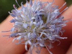 Jasione montana