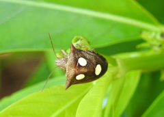 Paracritheus trimaculatus