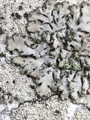 Phaeophyscia orbicularis