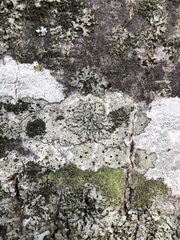 Phaeophyscia orbicularis