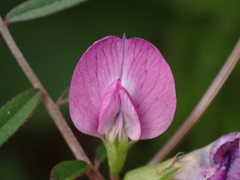 Vicia sativa