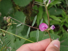 Vicia sativa