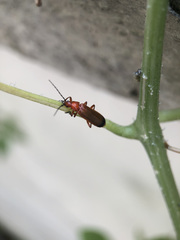 Rhagonycha fulva