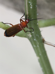 Rhagonycha fulva