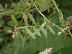 Vicia sativa
