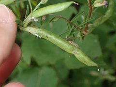 Vicia sativa