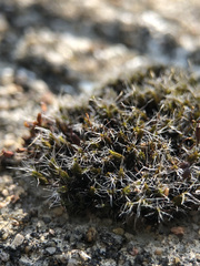 Grimmia pulvinata
